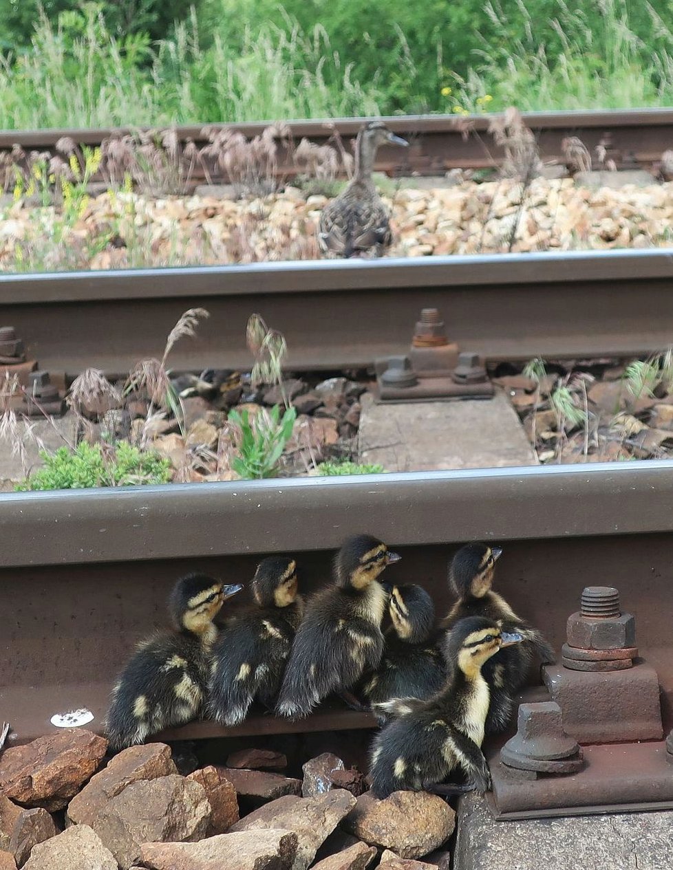 Kachna s šesti mláďaty úspěšně překonala jednu ze dvou kolejí železniční tratě z Plzně do Prahy.