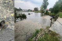 Strašné obrázky z Plaňan: Kachny pozabíjel „klobásový jed“