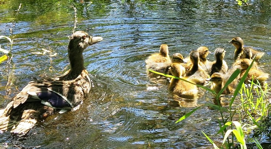 Kachnu i s mláďaty vypustili zvířecí záchranáři na řeku Mži. FOTO DESOP