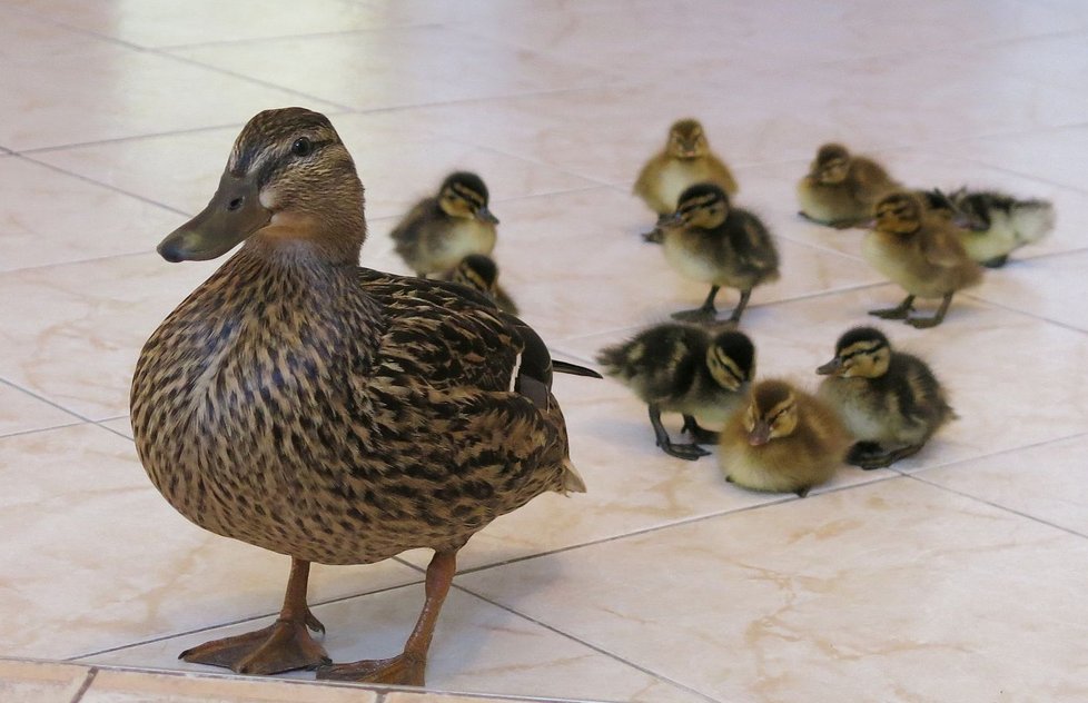 Kachňata i s mámou se procházejí v chodbě bytu. FOTO DESOP