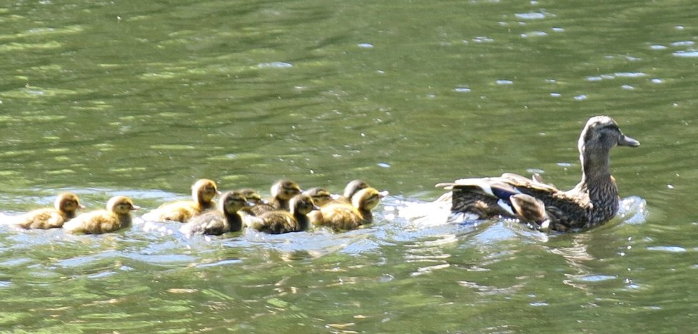 Kachnu i s mláďaty vypustili zvířecí záchranáři na řeku Mži. FOTO DESOP