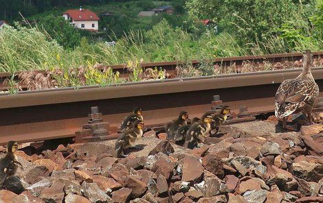 Kachna s osmi mláďaty úspěšně překonala železniční trať.