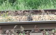 Kachna s osmi mláďaty úspěšně překonala železniční trať.
