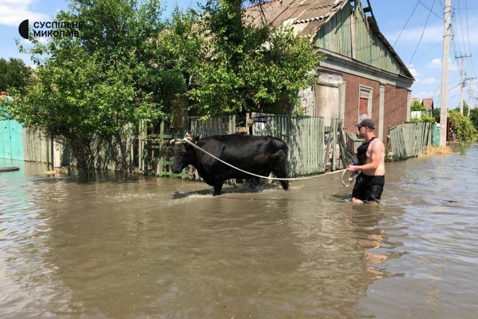 Lidé v okolí Kachovské přehrady zachraňují před záplavami hospodářská zvířata (6.6.2023).
