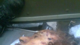 Tělo Muammara Kaddáfího na voze při převozu ze Syrty do Miseráty