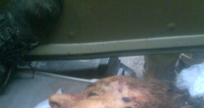 Tělo Muammara Kaddáfího na voze při převozu ze Syrty do Miseráty