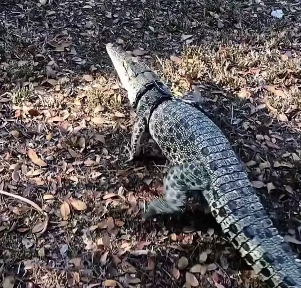 Kade je do krokodýlů učiněný blázen. Z jednoho si udělala domácího mazlíčka.