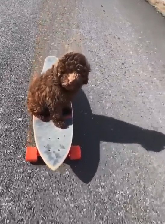 Pejsek Caesar na longboardu