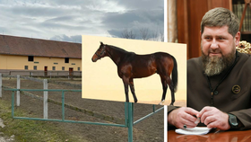 Zabavený kůň v březnu zmizel ze stájí v Krabčicích: Kadyrov má hřebce zpět?! 
