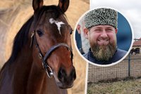 Krádež hřebce Putinova řezníka: Kadyrovův kůň zamíří do Ruska? Loňský pokus o únos nevyšel