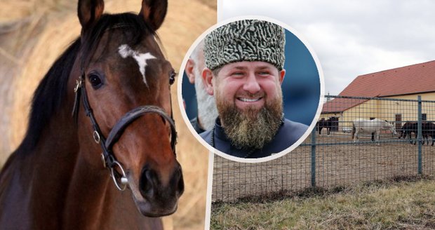 Krádež hřebce Putinova řezníka: Kadyrovův kůň zamíří do Ruska? Loňský pokus o únos nevyšel
