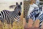 Káhirská zoo vydávala osla za zebru, namalovala na něj pruhy