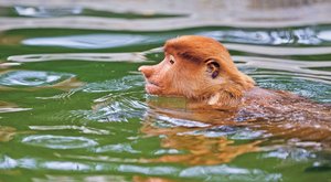 Nosatý potápěč: Vodní opice z Bornea