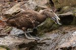 Ptačí osazenstvo v brněnské zoo se rozrostlo o nový přírůstek. Jde o trojici kajek mořských, největší masožravé kachny severní polokoule.