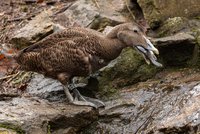 Unikát v zoo Brno: Masožravá kachna! Kořist loví i 30 metrů pod hladinou