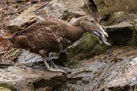 Unikát v zoo Brno: Masožravá kachna! Kořist loví i 30 metrů pod hladinou