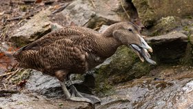 Unikát v zoo Brno: Masožravá kachna! Kořist loví i 30 metrů pod hladinou