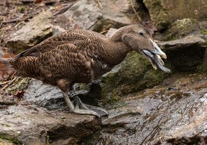 Ptačí osazenstvo v brněnské zoo se rozrostlo o nový přírůstek. Jde o trojici kajek mořských, největší masožravé kachny severní polokoule.