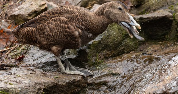 Ptačí osazenstvo v brněnské zoo se rozrostlo o nový přírůstek. Jde o trojici kajek mořských, největší masožravé kachny severní polokoule.
