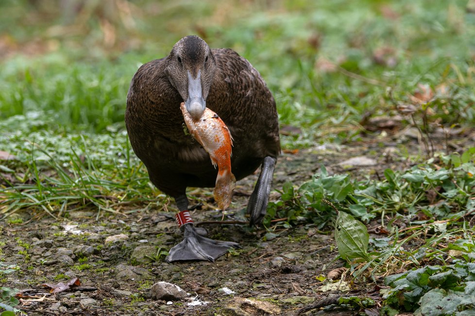 Ptačí osazenstvo v brněnské zoo se rozrostlo o nový přírůstek. Jde o trojici kajek mořských, největší masožravé kachny severní polokoule.
