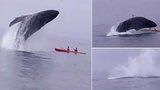 Kajakáře málem rozplácla velryba, smrti unikli jen o ploutev