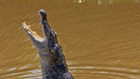 Kajman brýlový z čeledi aligátorovitých. Tento druh plaza se nečekaně objevil v polské řece (ilustrační foto).