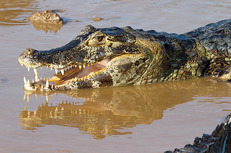 Kajman yakaré (Caiman yacare) – až 60 kg