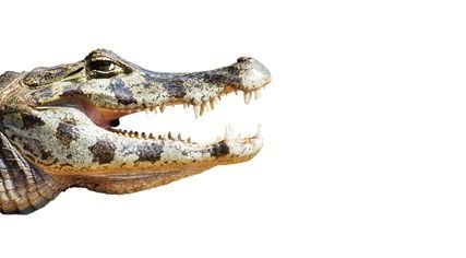 Jihoamerického kajmana yakaré (Caiman yacare) ohrožoval lov pro kůži, díky přísné ochraně mu dnes vyhynutí nehrozí