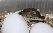 Babyboom v protivínské zoo: Kajmani se klubou z kvákajících vajec
