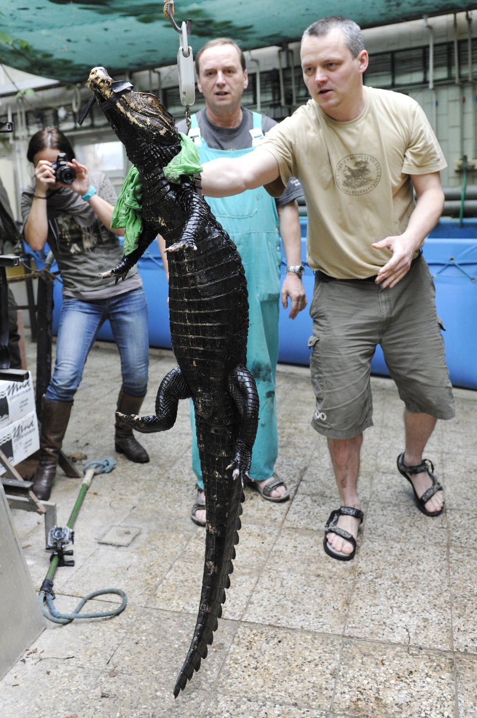 Když už jsi z vody venku, tak hezky změřit a zvážit . Šestnáctiletý samec má váhu bezmála 20 kilo a dlouhý je 166 cm.