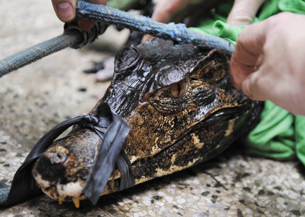 Lov kajmanů hladkočelých měl přesný plán. Nejprve chytit predátora pod vodou do smyčky, vytáhnout ho, přenést  a stáhnout jeho ozubenou tlamu bezpečnostní páskou.