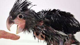 V pražské zoo uhynulo mládě vzácného kakadu palmového