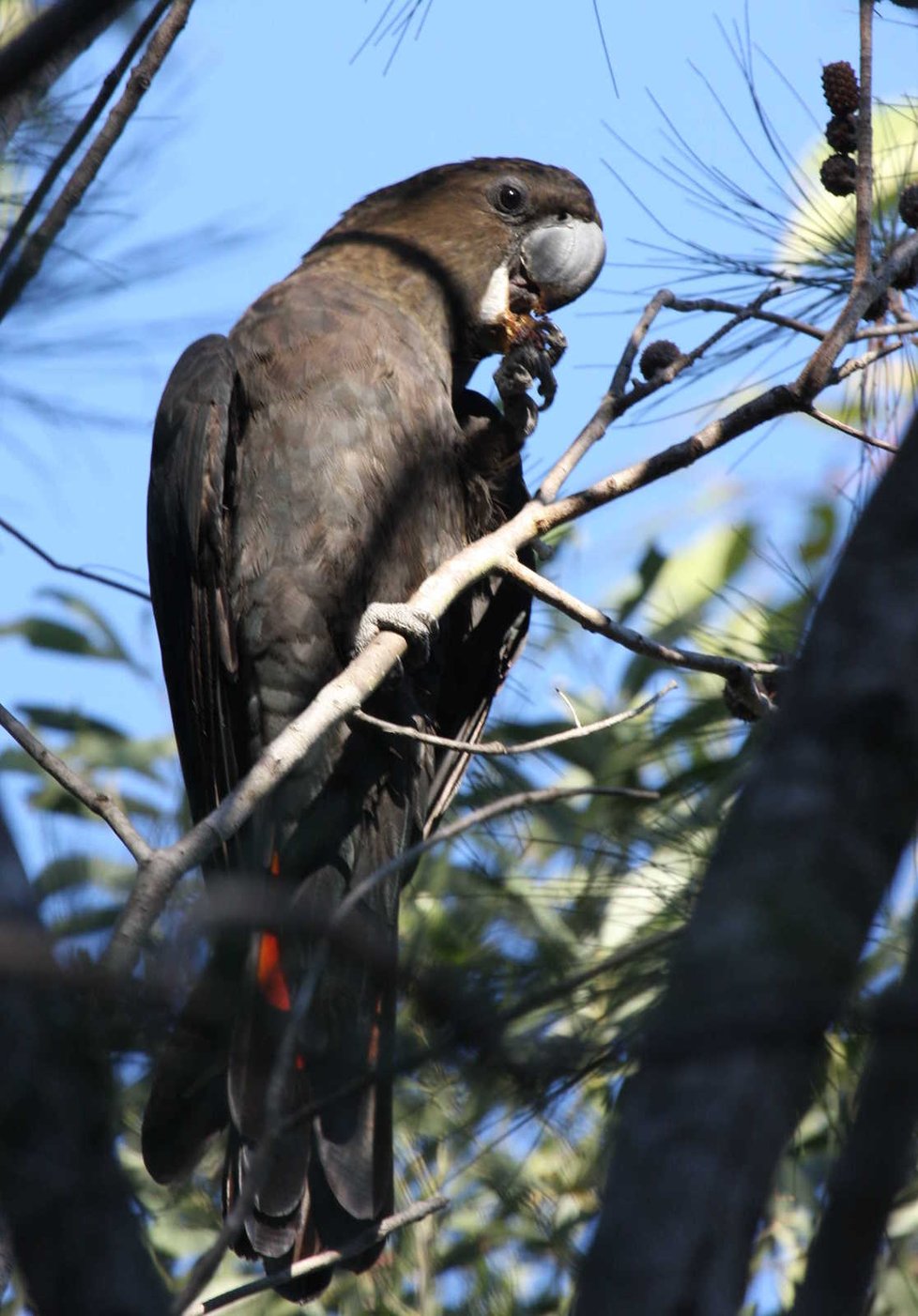 Na Klokaním ostrově je rozšířená populace kakadua hnědohlavého, který je velmi vzácný.