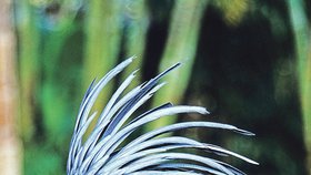 Kakadu palmový je vzácný papoušek