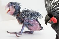 Pražská zoo slaví odchov vzácného kakadu: Nesmějte se mu, bude z něj krasavec