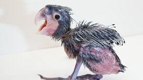 První mládě kakadu palmového v českých zoo se vylíhlo v Praze.