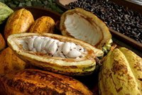 Kakao chrání mozek před mrtvicí