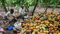 Takhle farmáři sklízí kakao na plantáži u města Agboville v regionu Agnéby-Tiassa v Pobřeží slonoviny (4. prosince 2025). Po dvou letech prudkého růstu se ceny kakaa letos snížily, v obchodě to ale zákazník jen pár dní před vrcholem sváteční sezony nepozná. Hlavními dodavateli kaka jsou Pobřeží slonoviny a Ghana. Tyto dvě západoafrické země dohromady pokrývají více než polovinu světové produkce. O zbytek se z velké části dělí Nigérie, Kamerun, Ekvádor, Indonésie a Brazílie. Takhle farmáři sklízí kakao na plantáži u města Agboville v regionu Agnéby-Tiassa v Pobřeží slonoviny (4. prosince 2025). Po dvou letech prudkého růstu se ceny kakaa letos snížily, v obchodě to ale zákazník jen pár dní před vrcholem sváteční sezony nepozná. Hlavními dodavateli kaka jsou Pobřeží slonoviny a Ghana. Tyto dvě západoafrické země dohromady pokrývají více než polovinu světové produkce. O zbytek se z velké části dělí Nigérie, Kamerun, Ekvádor, Indonésie a Brazílie.