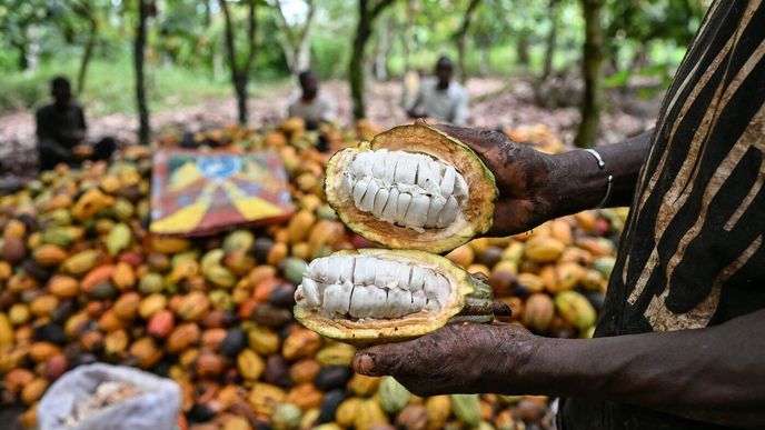 Takhle farmáři sklízí kakao na plantáži u města Agboville v regionu Agnéby-Tiassa v Pobřeží slonoviny (4. prosince 2025). Po dvou letech prudkého růstu se ceny kakaa letos snížily, v obchodě to ale zákazník jen pár dní před vrcholem sváteční sezony nepozná. Hlavními dodavateli kaka jsou Pobřeží slonoviny a Ghana. Tyto dvě západoafrické země dohromady pokrývají více než polovinu světové produkce. O zbytek se z velké části dělí Nigérie, Kamerun, Ekvádor, Indonésie a Brazílie. Takhle farmáři sklízí kakao na plantáži u města Agboville v regionu Agnéby-Tiassa v Pobřeží slonoviny (4. prosince 2025). Po dvou letech prudkého růstu se ceny kakaa letos snížily, v obchodě to ale zákazník jen pár dní před vrcholem sváteční sezony nepozná. Hlavními dodavateli kaka jsou Pobřeží slonoviny a Ghana. Tyto dvě západoafrické země dohromady pokrývají více než polovinu světové produkce. O zbytek se z velké části dělí Nigérie, Kamerun, Ekvádor, Indonésie a Brazílie.