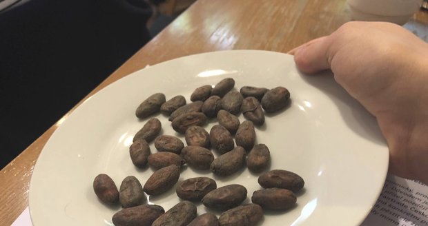 Takhle vypadají kakaové boby, ze kterých se eventuálně stane čokoláda. 