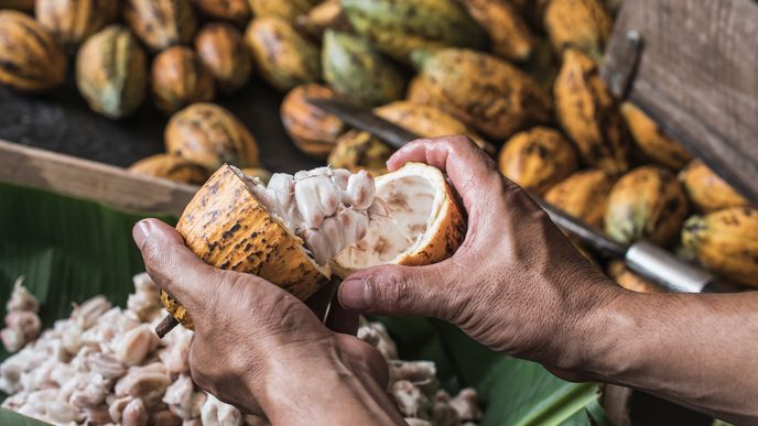 Kakaové boby zdražují nejrychleji napříč světovými trhy komodit