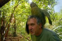 Reportéra ´znásilnil´ téměř vyhynulý papoušek