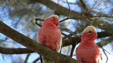 Kakadu odlétli na výlet: Nakonec byl jeden papoušek návnadou pro druhého