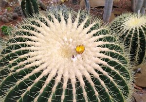 V brněnské botanické zahradě poprvé vykvetl více než stoletý kaktus, velký exemplář druhu echinokaktus Grusonův. Květy ale zůstávají otevřené jen krátce - jediný den.