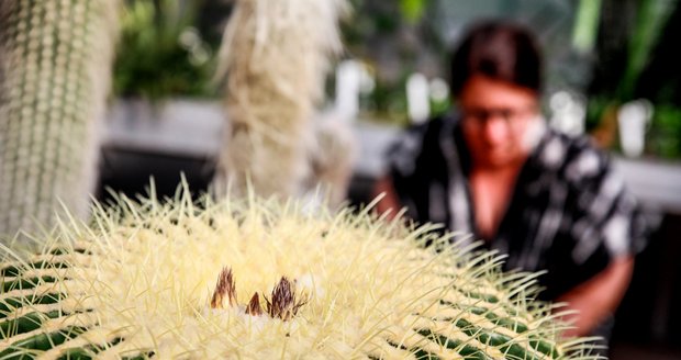 V brněnské botanické zahradě poprvé vykvetl více než stoletý kaktus, velký exemplář druhu echinokaktus Grusonův. Květy ale zůstávají otevřené jen krátce - jediný den.