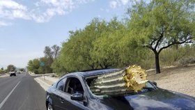 Bizarní nehoda: Řidič (39) se srazil s kaktusem! Obří rostlina mu prolétla předním oknem.