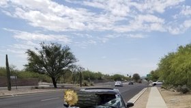 Bizarní nehoda: Řidič (39) se srazil s kaktusem! Obří rostlina mu prolétla předním oknem.