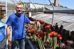 Echinocereus toroweapensis kvetoucí rudě obdivují lidé v americké Arizoně a v Orlové.