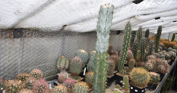 Otakar Potyka (55) a jeho sbírka kaktusů v botanické zahradě v Orlové. Unikátní sbírce hrozí zkáza kvůli cenám energií.