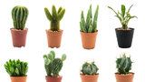 Přezimování kaktusů: Které potřebují teplo a které  naopak zimu?